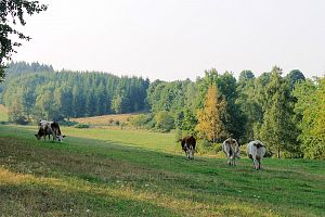 fotografie - Pastviny kousek od chalupy